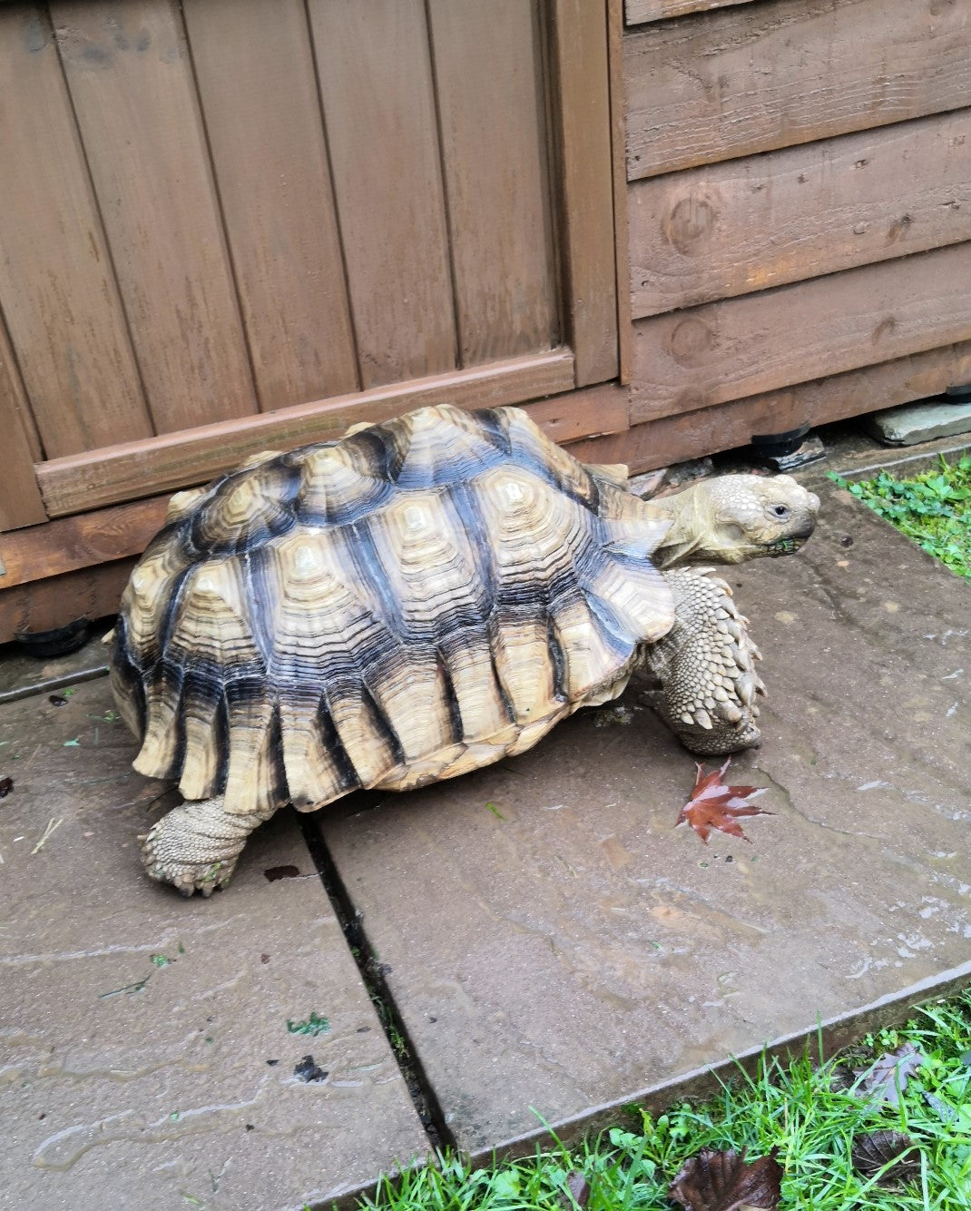 Heater for Tortoise house